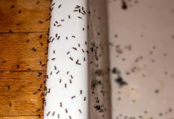 Mono Vista, CA Pest Control Company